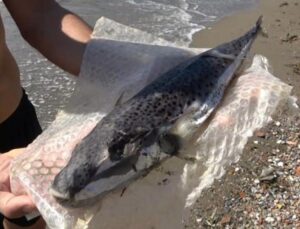 Aman dikkat! Görürseniz sakın dokunmayın: Alanya’da görüldü…