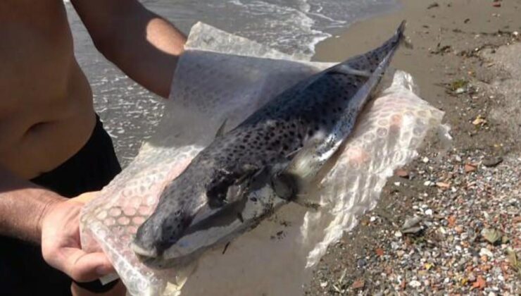 Aman dikkat! Görürseniz sakın dokunmayın: Alanya’da görüldü…