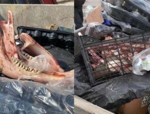 Atı kesip kemiklerini çöpe atan şahıs yakalandı: Lokantası varmış!