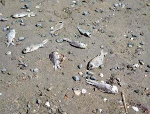 Binlerce İsrail sazanı Karadeniz kıyılarına vurdu