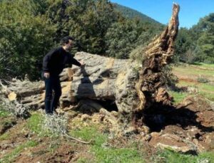 Bodrum’da kesilen 30 zeytin ağacı için 30 bin lira ceza