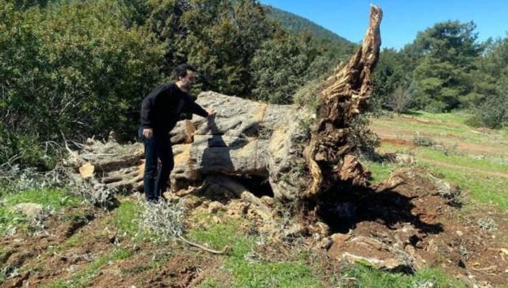 Bodrum’da kesilen 30 zeytin ağacı için 30 bin lira ceza