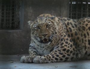 Çin'de şişman leopar görüntüsüyle ünlü oldu