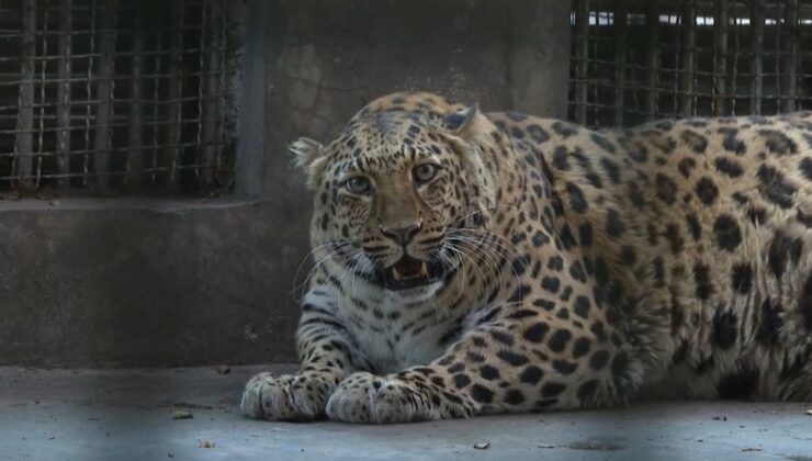 Çin'de şişman leopar görüntüsüyle ünlü oldu