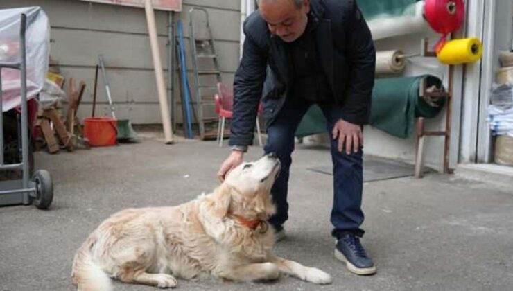 Emsal niteliğinde karar: Köpek sahibine 700 bin lira ceza!