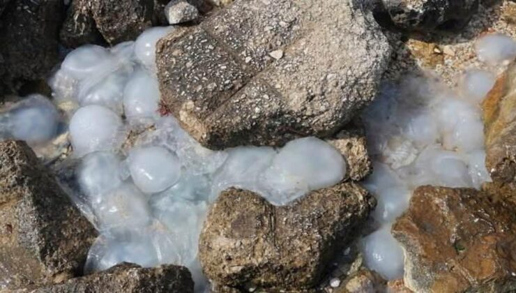 Mersin sahillerinde korkutan görüntü