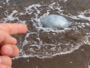 Sayıları azalmıştı! Geri geldiler…Tedirgin eden görüntüler