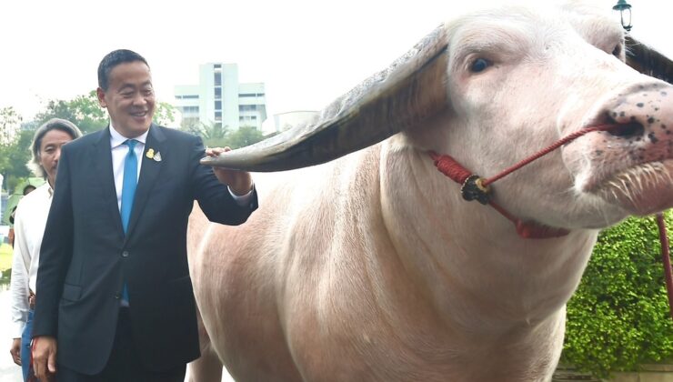 Tayland'ın ünlü albino bufalosu, Başbakan Sretta Thavisin'in misafiri oldu