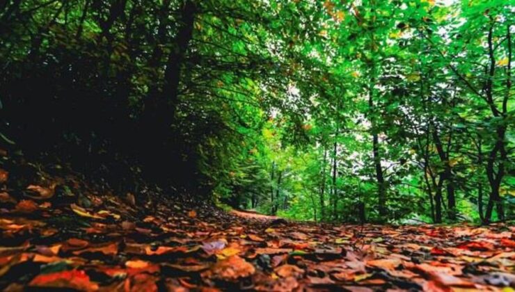 Türkiye’nin ormanlık alanları gençleştirildi!