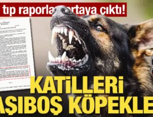 Adli tıp raporları ortaya çıktı! Katilleri başıboş köpekler