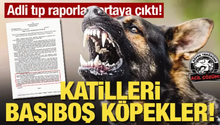 Adli tıp raporları ortaya çıktı! Katilleri başıboş köpekler