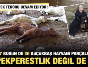 Başıboş köpek terörü devam ediyor! Dün 57 bugün de 30 küçükbaş hayvan telef oldu