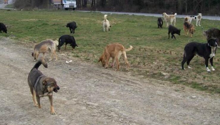 Başıboş köpekler saldırdı: 7 koyun telef oldu