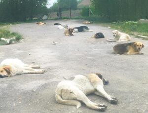 Bu sokakta Ankaralıların can güvenliği yok! Vatandaş canından bezdi