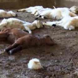 Başıboş köpek terörü devam ediyor! Dün 57 bugün de 30 küçükbaş hayvan telef oldu