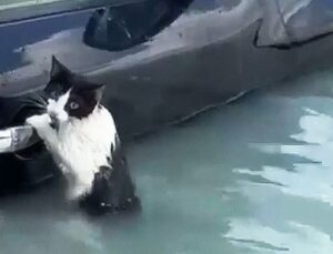 Dubai'de sel: Bir kedi otomobilin kapısına tutunarak kurtarılmayı bekledi