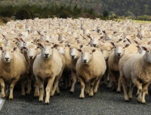 Erzincan’da 40 bin TL maaşla çoban bulamayan köylüler, sırayla yaylıma çıkıyor!