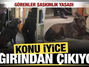 Eskişehir’de başıboş köpek tramvaya yolculuk yaptı
