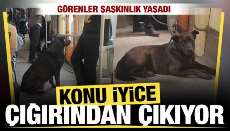 Eskişehir’de başıboş köpek tramvaya yolculuk yaptı