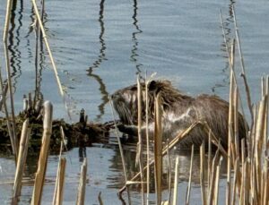 ‘Esrarengiz’ canlılar Ağrı Dağı eteklerinde görüntülendi!