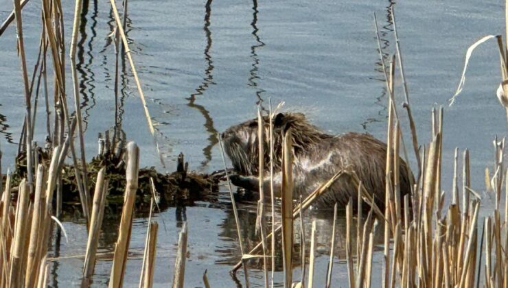 ‘Esrarengiz’ canlılar Ağrı Dağı eteklerinde görüntülendi!