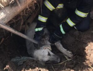 Göçük altında kalan köpeği itfaiye kurtardı