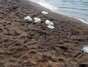 Görüntüler endişelendirdi: Yüzlerce denizanası kıyıya vurdu