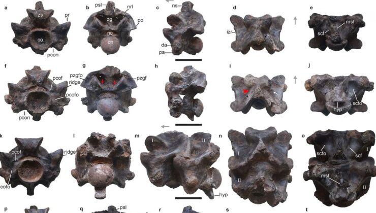 Hindistan'da yaklaşık 47 milyon yıl önce yaşayan devasa yılana ait fosil bulundu