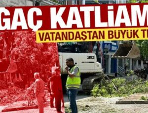 İstanbul’da ağaç katliamı! Esnaf ve vatandaş tepki gösterdi