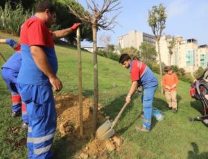 Kâğıthane Belediyesi ilçeye 60 bin ağaç kazandırdı