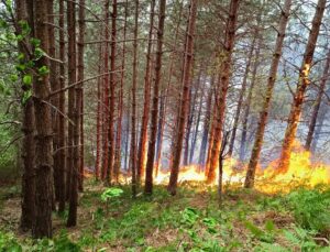 Kastamonu’da aynı anda orman ve köy yangını!