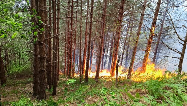 Kastamonu’da aynı anda orman ve köy yangını!
