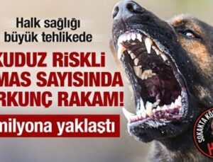 Kuduz riskli temas sayısında korkunç rakamlar: Son 15 yılda 4 milyon kişiye yaklaştı!