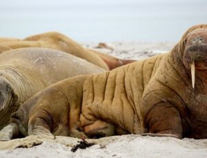 Norveç'te deniz aygırına çok yaklaşan turiste 900 euro ceza
