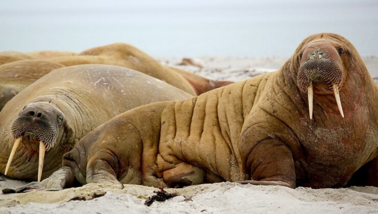 Norveç'te deniz aygırına çok yaklaşan turiste 900 euro ceza