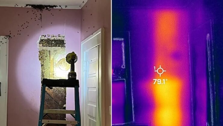 "Odamda canavar diyen" çocuğun odasındaki duvarda 50 bin arı bulundu