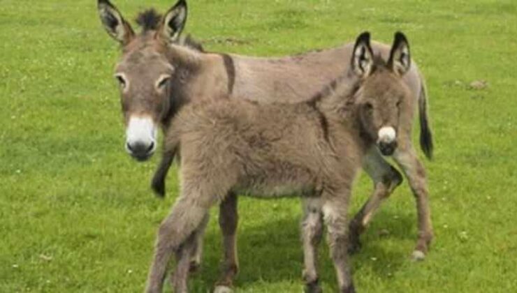 Ramazan ayında at ve eşek eti yedirmişler