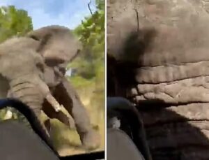 Safarideki turistler, filin saldırısına uğradı: Bir kişi öldü