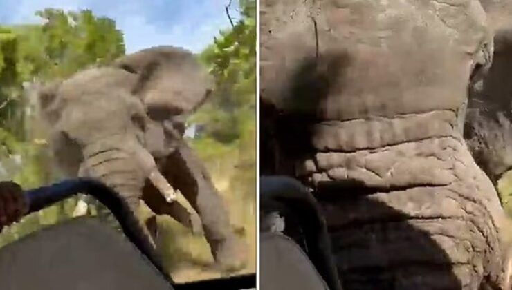 Safarideki turistler, filin saldırısına uğradı: Bir kişi öldü
