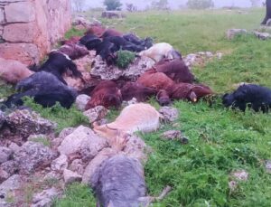 Şırnak’ta mezraya yıldırım düştü: 31 keçi telef oldu