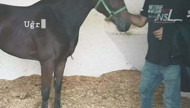 Sokakta karşılaştığı kişi tek yumrukla hastanelik etti: Seyisten acı haber