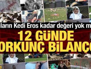 Vatandaşların Kedi Eros kadar değeri yok mu? 12 günde korkunç bilanço!