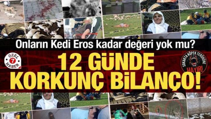 Vatandaşların Kedi Eros kadar değeri yok mu? 12 günde korkunç bilanço!