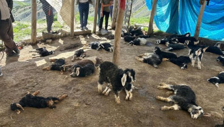 Yöntem şoke etti: Hayvancılığa büyük darbe! 10 günde sayı 132’ye yükseldi