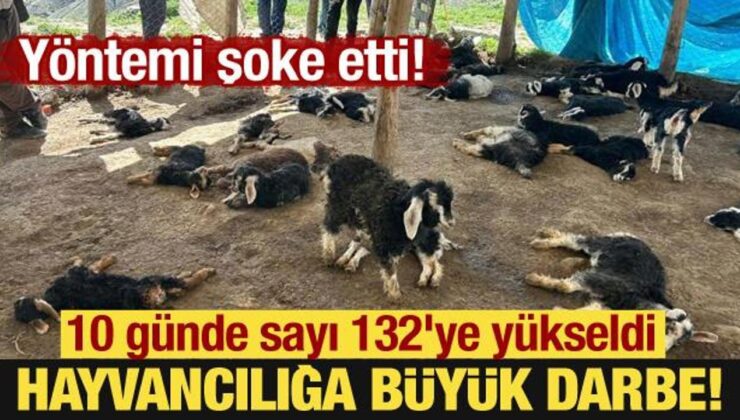 Yöntemi şoke etti: Hayvancılığa büyük darbe! 10 günde sayı 132’ye yükseldi