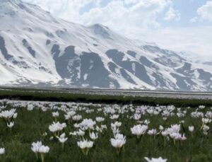 Yüksekova’da kardelen ve çiğdemler çiçek açtı