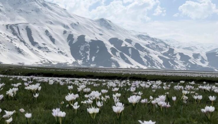 Yüksekova’da kardelen ve çiğdemler çiçek açtı