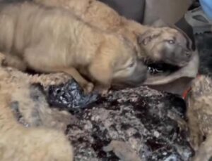 Zifte bulanmış 10 yavru köpek, bebek ve zeytinyağı ile temizlendi