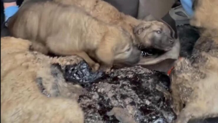 Zifte bulanmış 10 yavru köpek, bebek ve zeytinyağı ile temizlendi