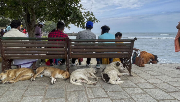Almanya, ABD, Japonya, Çin… Dünyada başıboş köpek politikaları nasıl?
